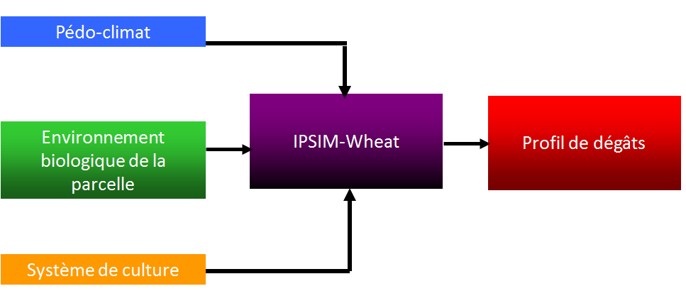 Conceptual scheme of IPSIM
